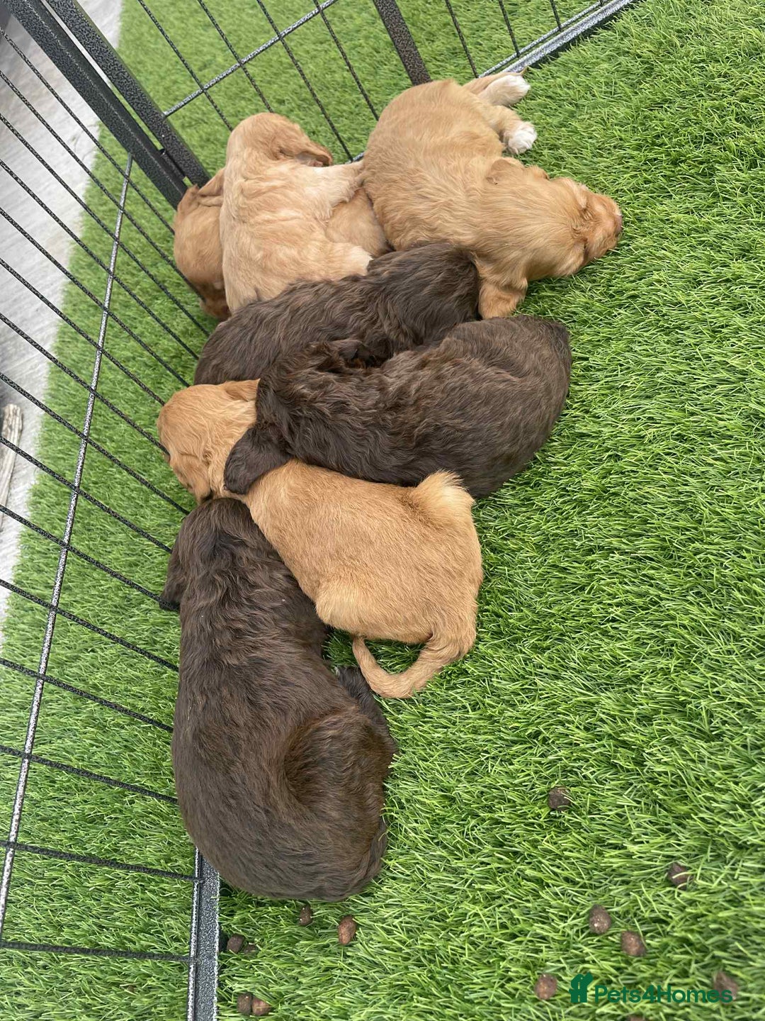 Cockapoo dogs for sale: Cockerpoo puppies - Image 4