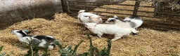 Goats livestock for sale: Pygmy goat kids - Advert 4