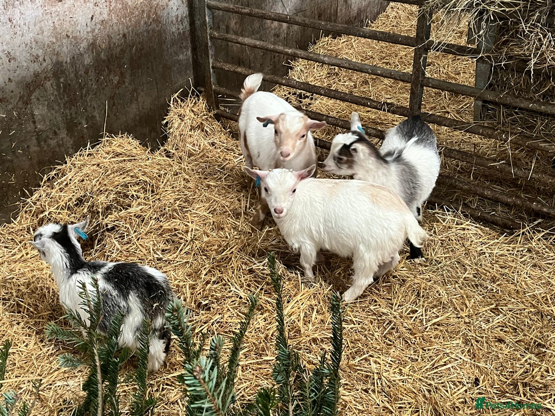 Goats livestock for sale: Pygmy goat kids - Advert 4