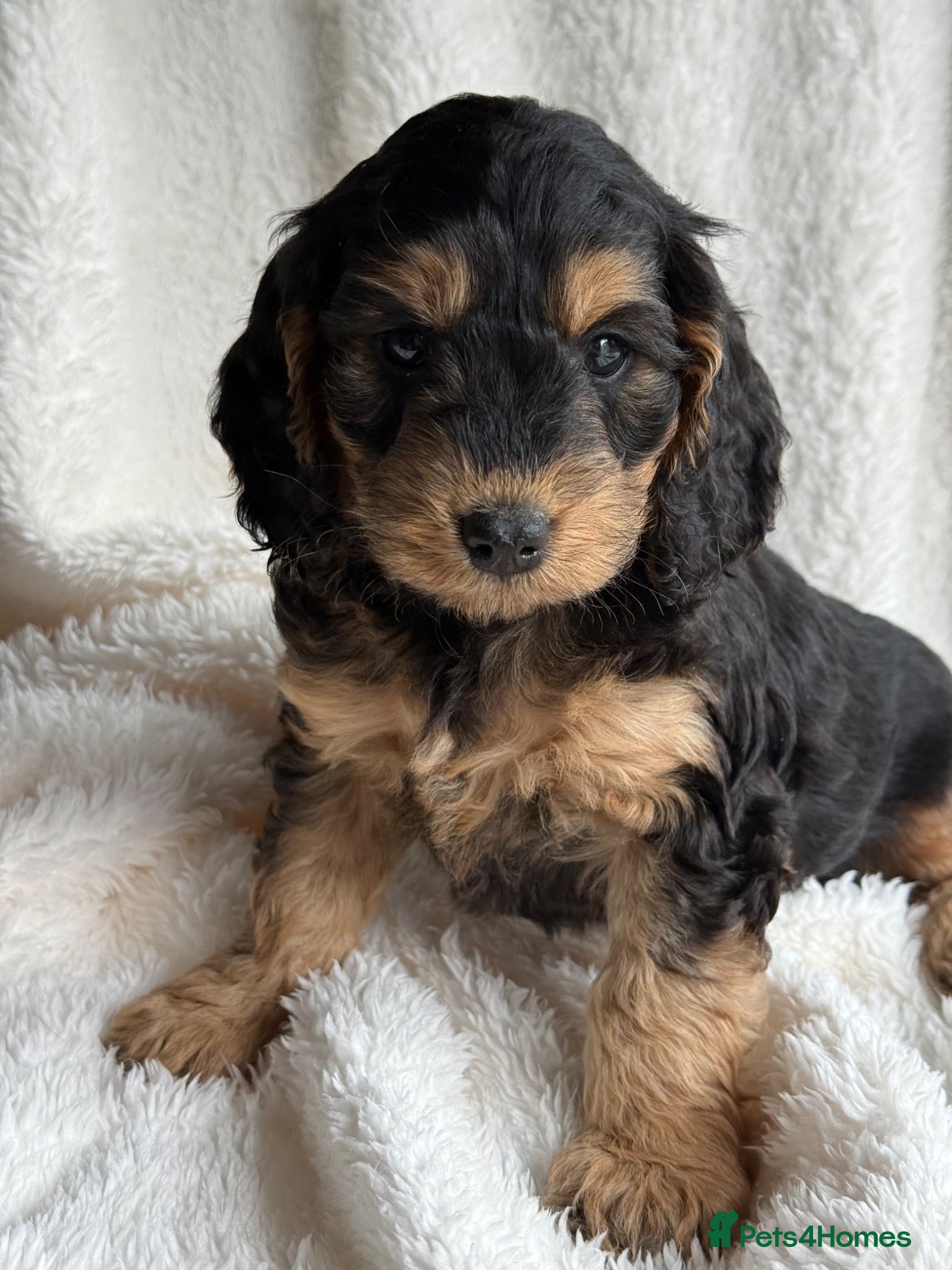 Cockapoo dogs Stunning  F1 Cockapoo black sable  - Advert 2