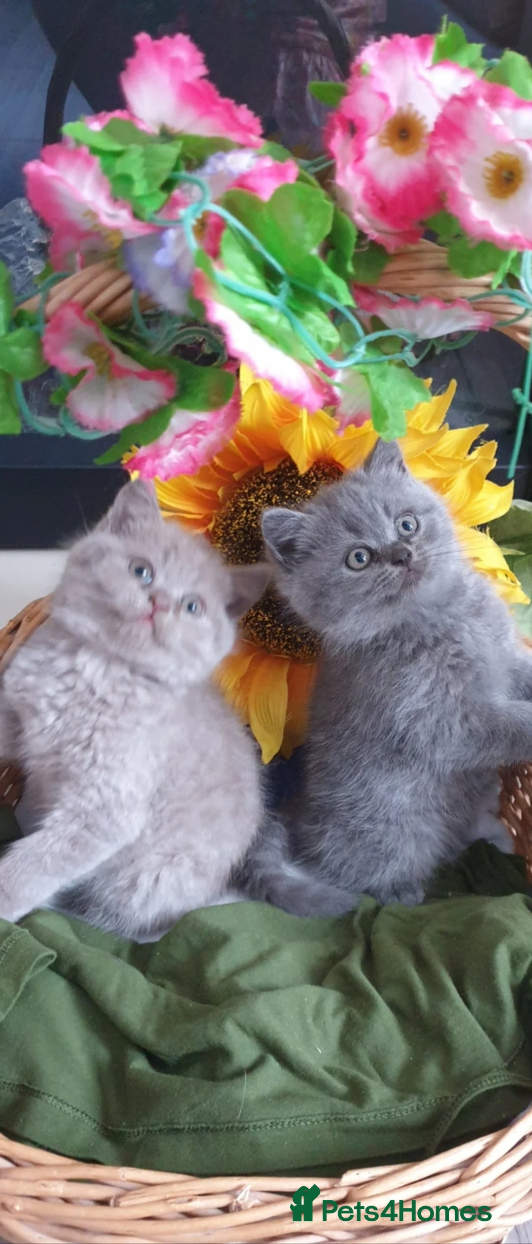 British Shorthair cats for sale: Beautiful kittens  - Image 16