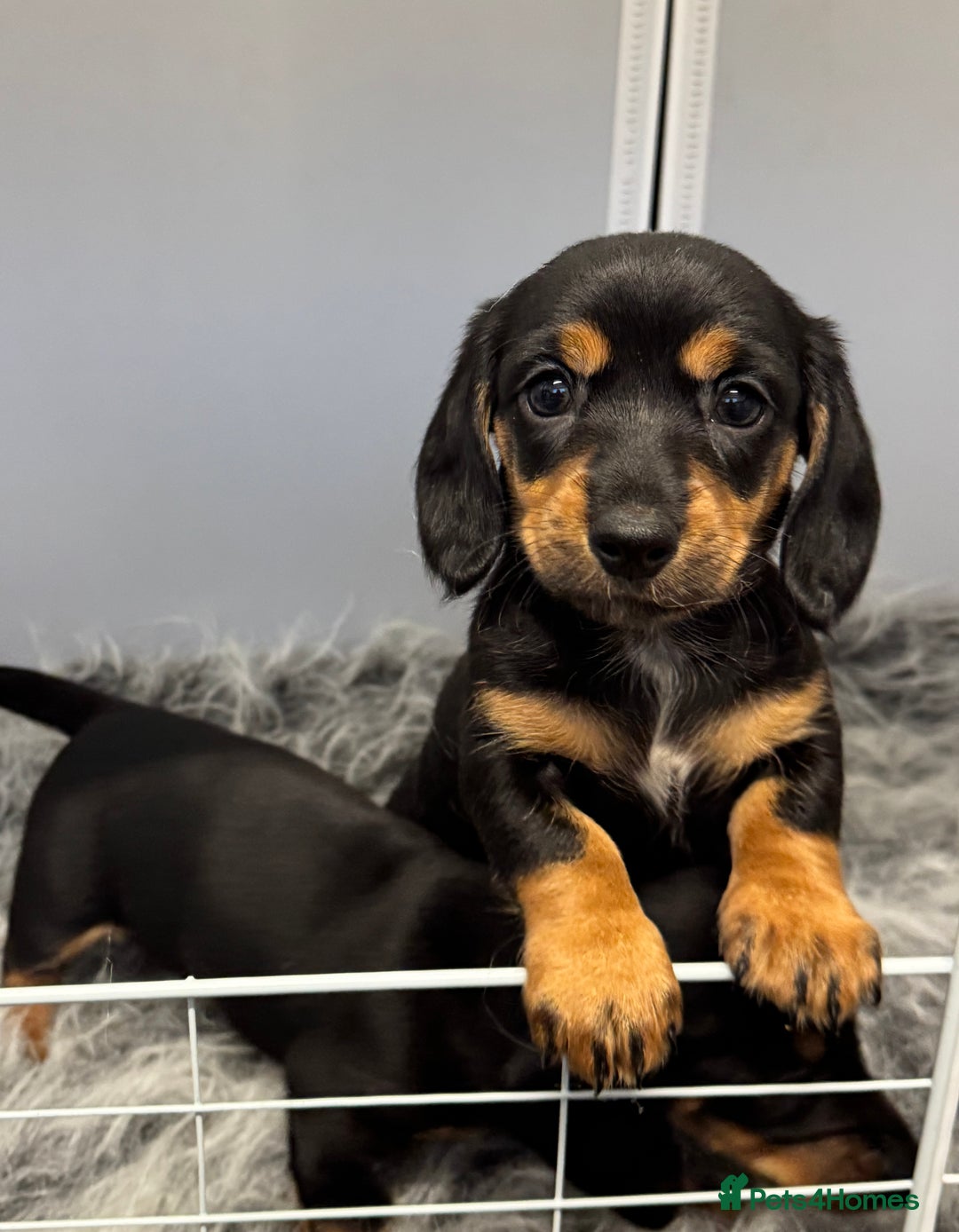 Miniature Dachshund dogs for sale: Mini dachshund puppies KC registered, DNA tested - Advert 39