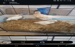 Mixed Breed poultry for sale: Hybrid hens - Image 2