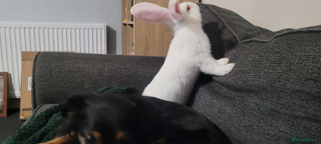 French Lop rabbits for sale: Giant French lop x giant continental  - Image 12