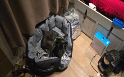 Cane Corso dogs for sale: Cane corso (brindle) female 7 month old - Image 2