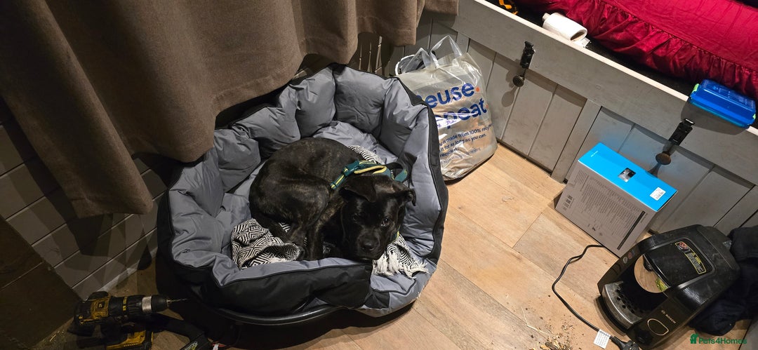 Cane Corso dogs for sale: Cane corso (brindle) female 7 month old - Image 2
