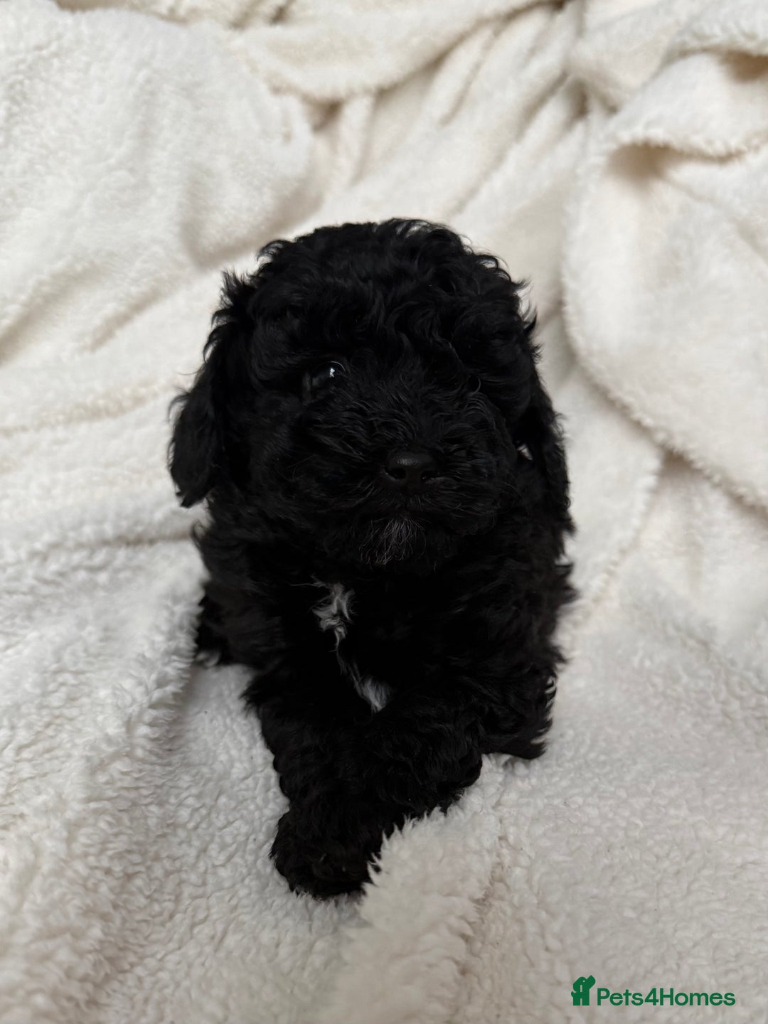 Toy Poodle dogs for sale: Adorable Toy Poodle Puppies READY TO GO! - Advert 39