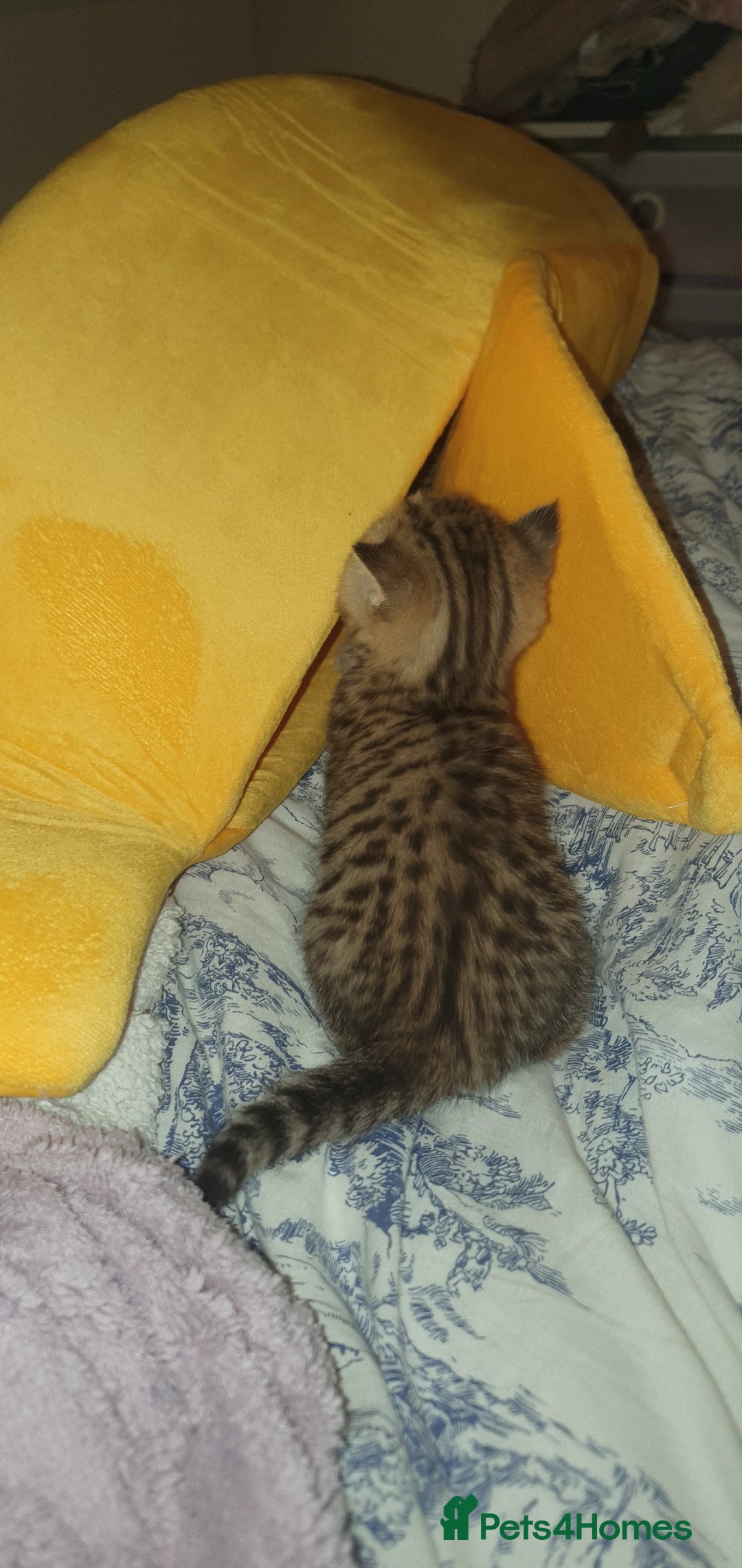 British Shorthair cats for sale: British Shorthair Black Golden Tabby kittens 😸  - Advert 11