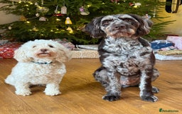 Labradoodle dogs for sale: Meet Elton – Our Beautiful Labradoodle  - Image 6