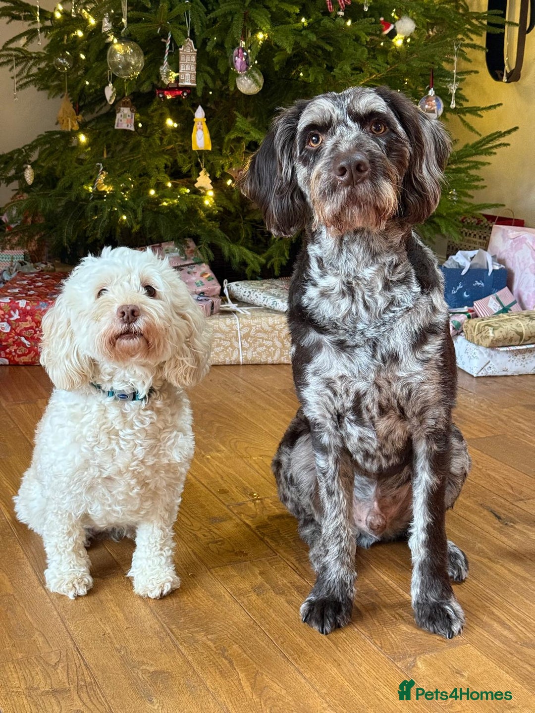 Labradoodle dogs for sale: Meet Elton – Our Beautiful Labradoodle  - Image 6