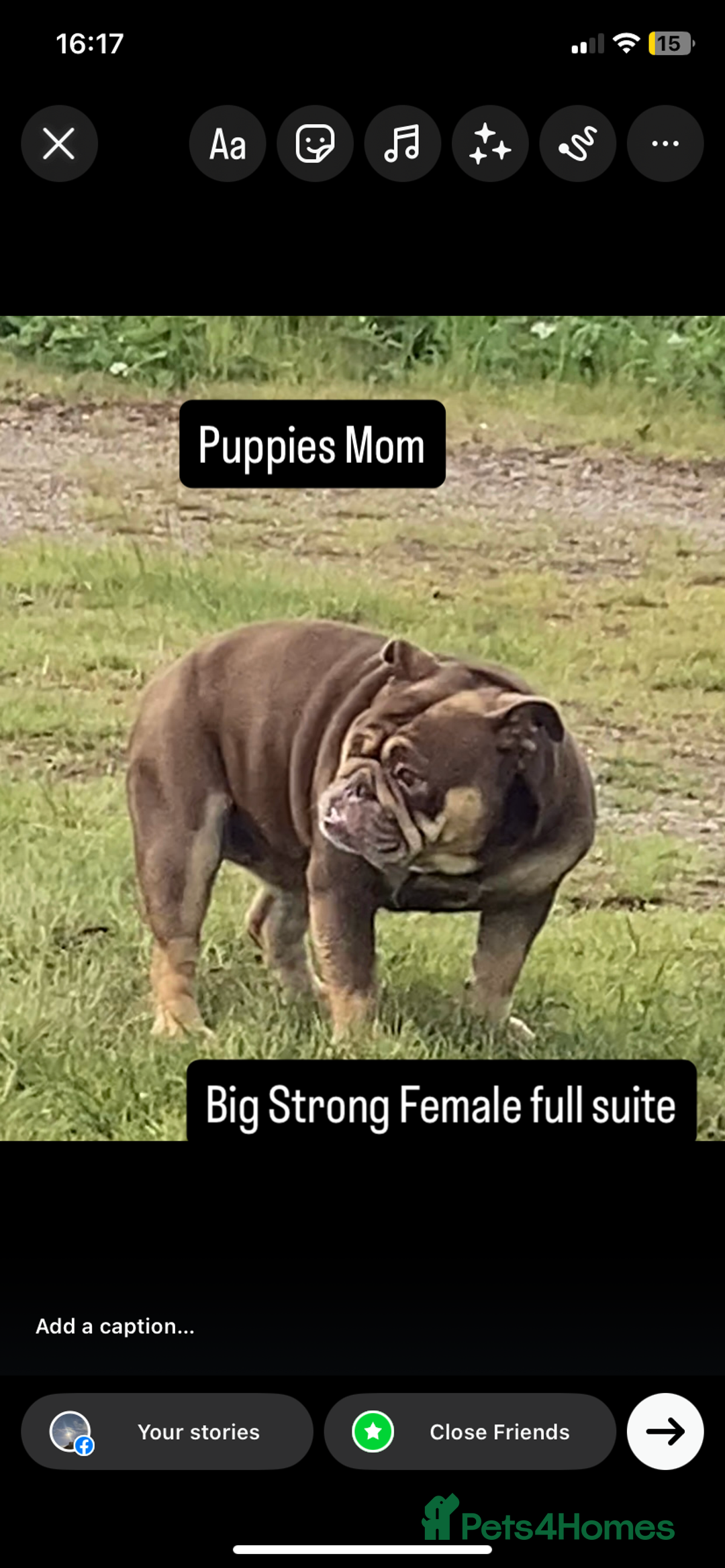 English Bulldog dogs for sale: KC registered English Bulldog Puppies  - Image 4