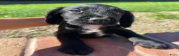 Cocker Spaniel dogs for sale: KC Registered Working Cocker Spaniel Puppies - Advert 11
