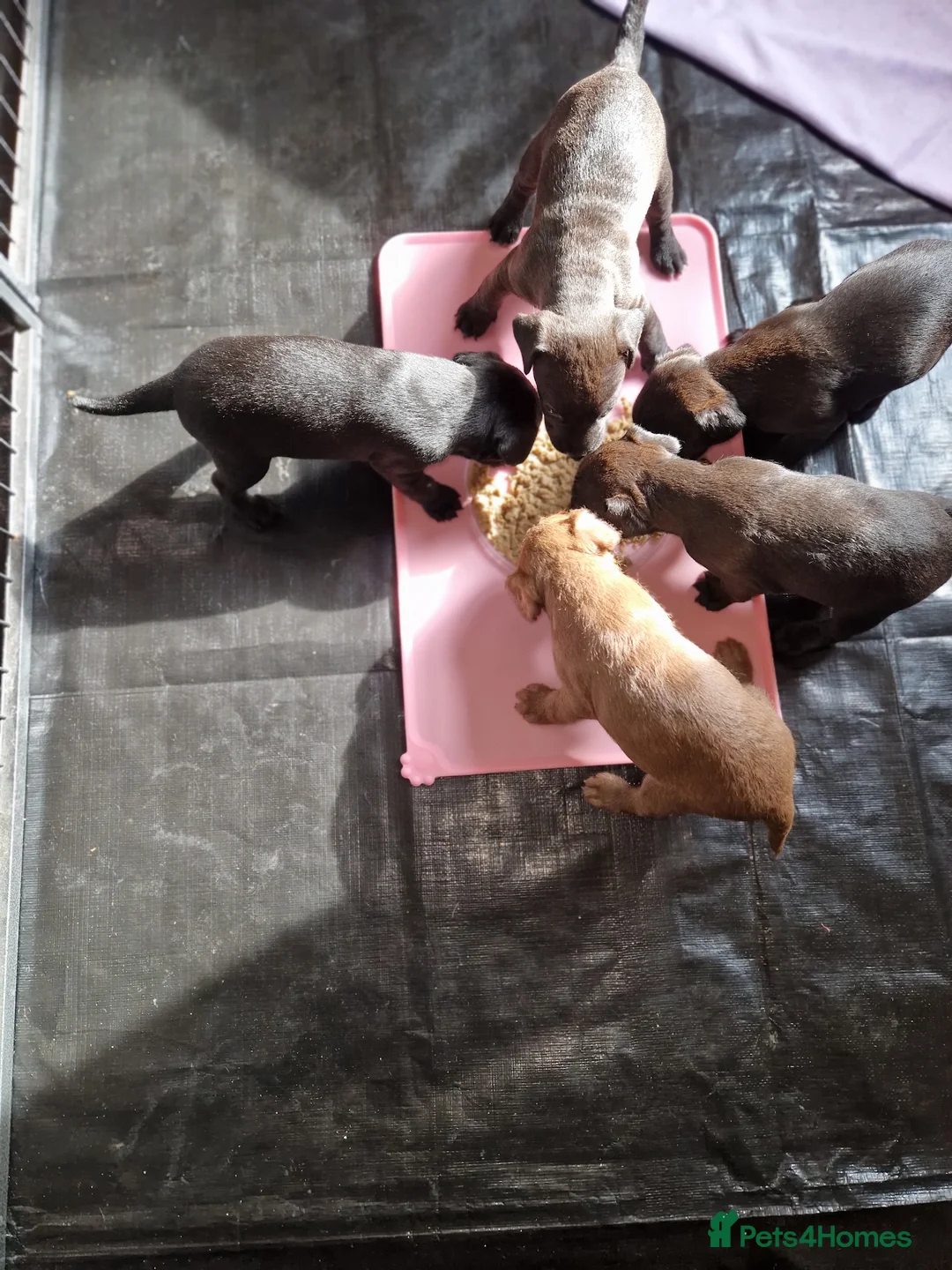 Patterdale Terrier dogs for sale: Patterdale Terrier Puppies in Crewe - Advert 2