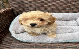 Poochon dogs for sale: Poochon male puppies  - Image 6