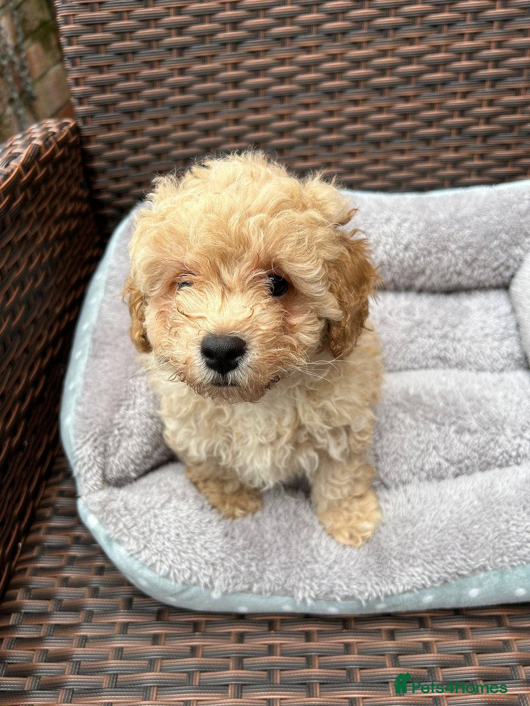 Poochon dogs for sale: Poochon male puppies  - Image 6