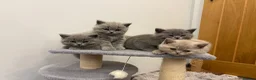 British Shorthair cats for sale: BSH ready to go! Pedigree parents both can be seen - Advert 12