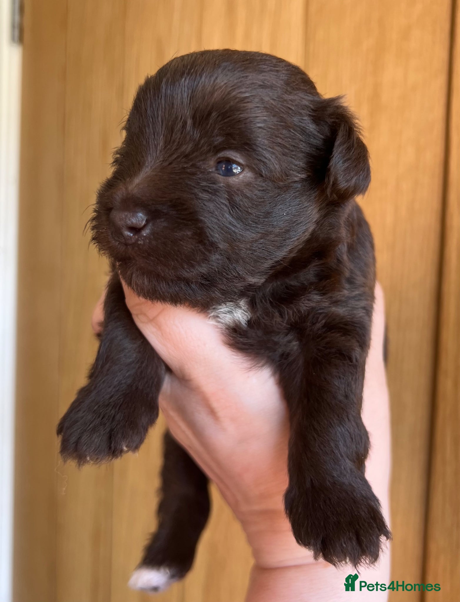 Miniature Schnauzer dogs KC MAC/BVA Chocolate Boy Miniature Schnauzers - Advert 12
