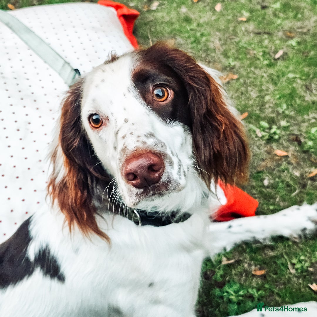 English Springer Spaniel dogs for sale: Forrest, 1.5yr old male ESS - Image 14