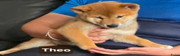 Japanese Shiba Inu dogs for sale: Foxy little shibas - Advert 22