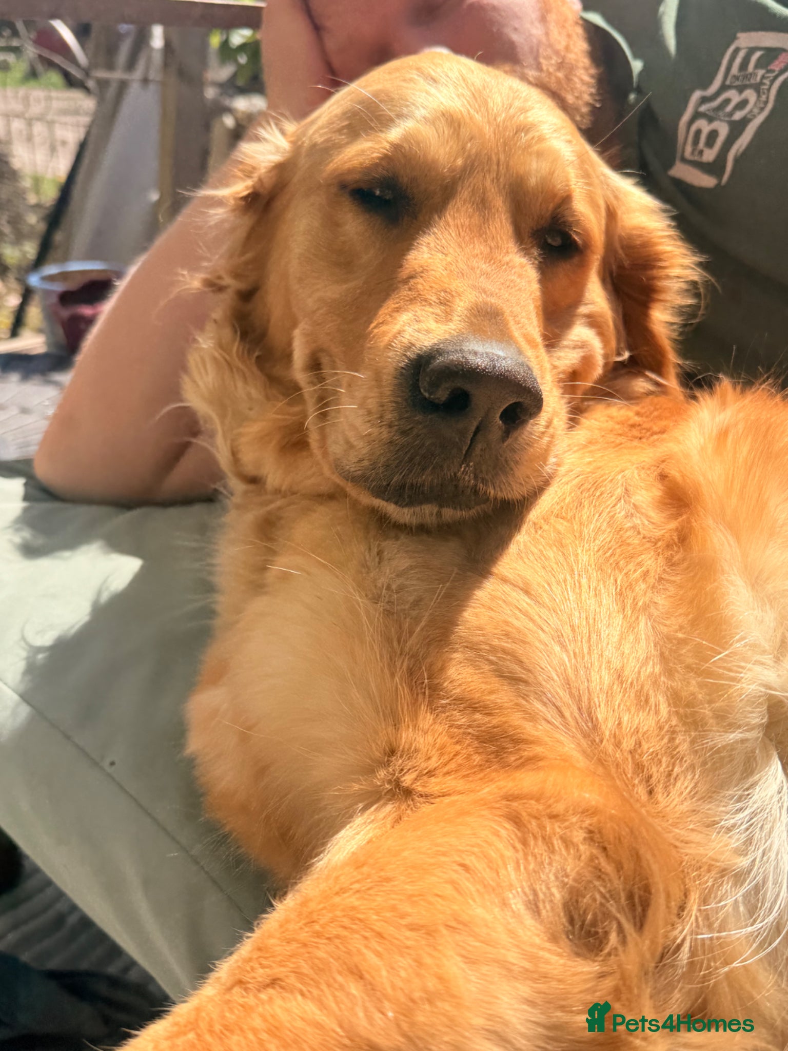 Golden Retriever dogs for sale: Beautiful Golden Retriever Puppys - Advert 5