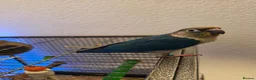 Conures birds for sale: Hand reared 325 ono - Advert 18