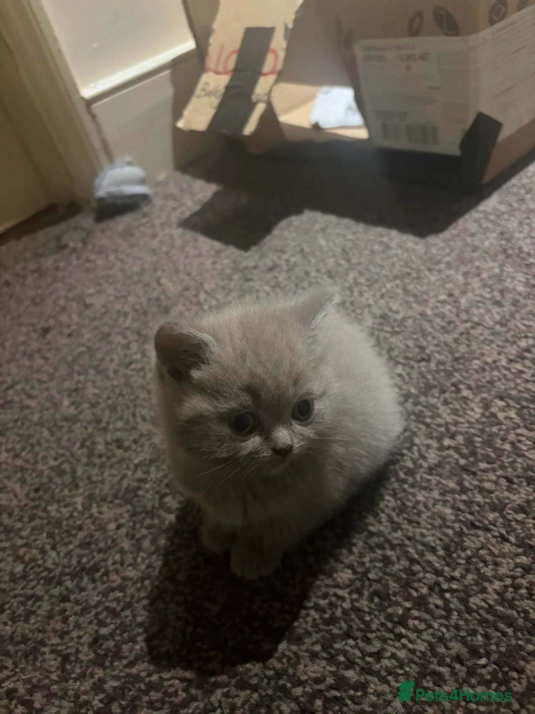 British Shorthair cats for sale: Cute and cuddly British Shorthaired kittens  - Advert 25