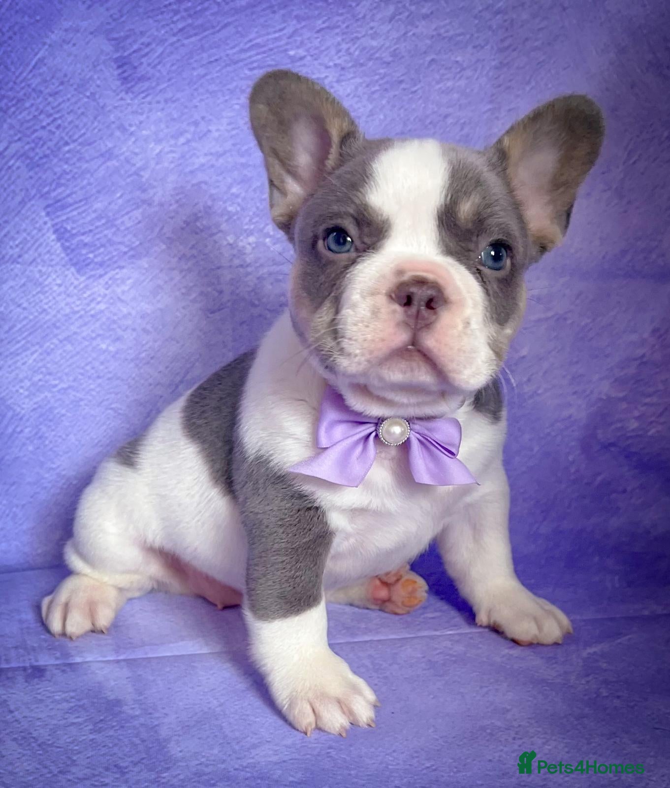 French Bulldog dogs 🐶Lovely puppies🐶 - Advert 2