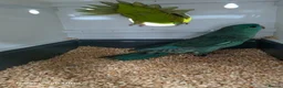 Parakeets birds for sale: Lineolated Parakeet breeding pairs for sale - Advert 16