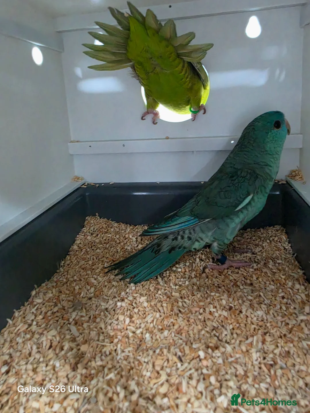Parakeets birds for sale: Lineolated Parakeet breeding pairs for sale - Advert 16