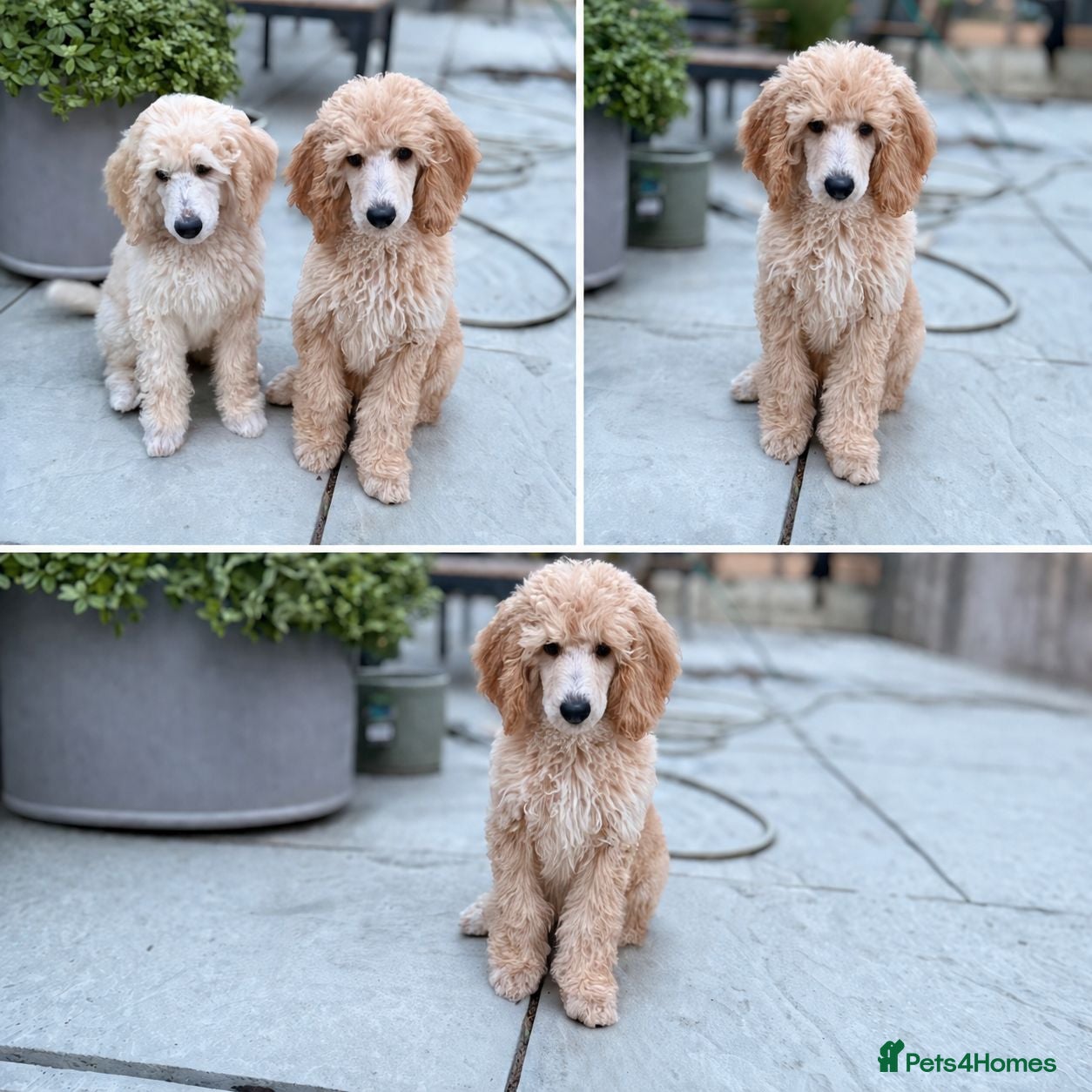 Standard Poodle dogs READY NOW! Standard poodle puppy's kc reg - Advert 6