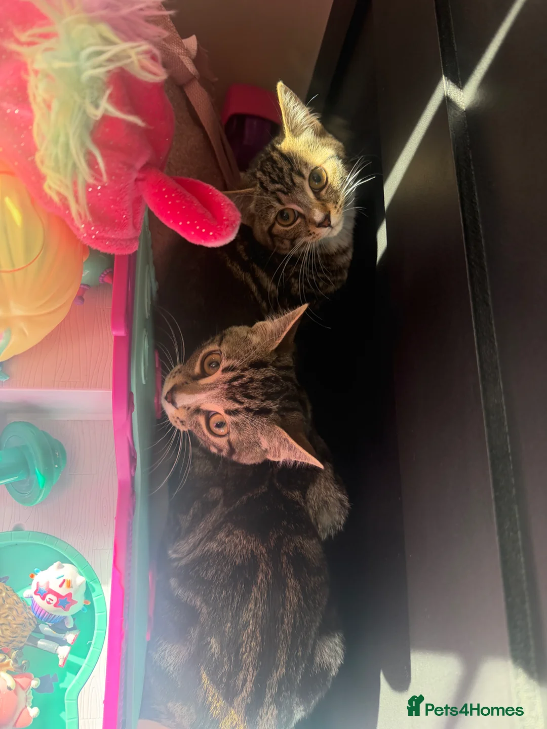 Mixed Breed cats for sale: 2x bengal cross kittens  in Stockton-on-Tees - Advert 1