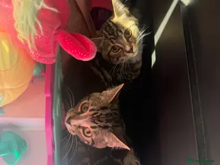 Mixed Breed cats 2x bengal cross kittens - Advert 1