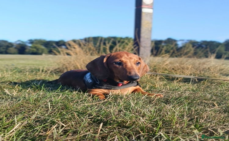 Dachshund dogs in Coventry - Advert 7