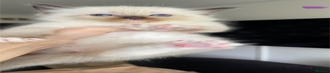 Ragdoll Kitten 5