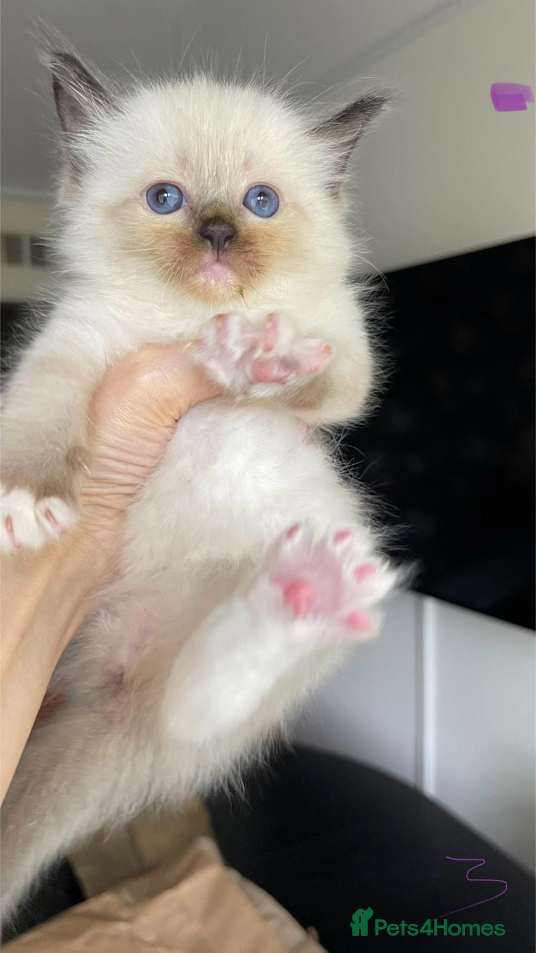 Ragdoll cats for sale: ragdoll kittens  - Image 5
