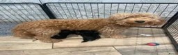 Labradoodle dogs for sale: f3 miniature labradoodles puppies in Chard - Advert 15