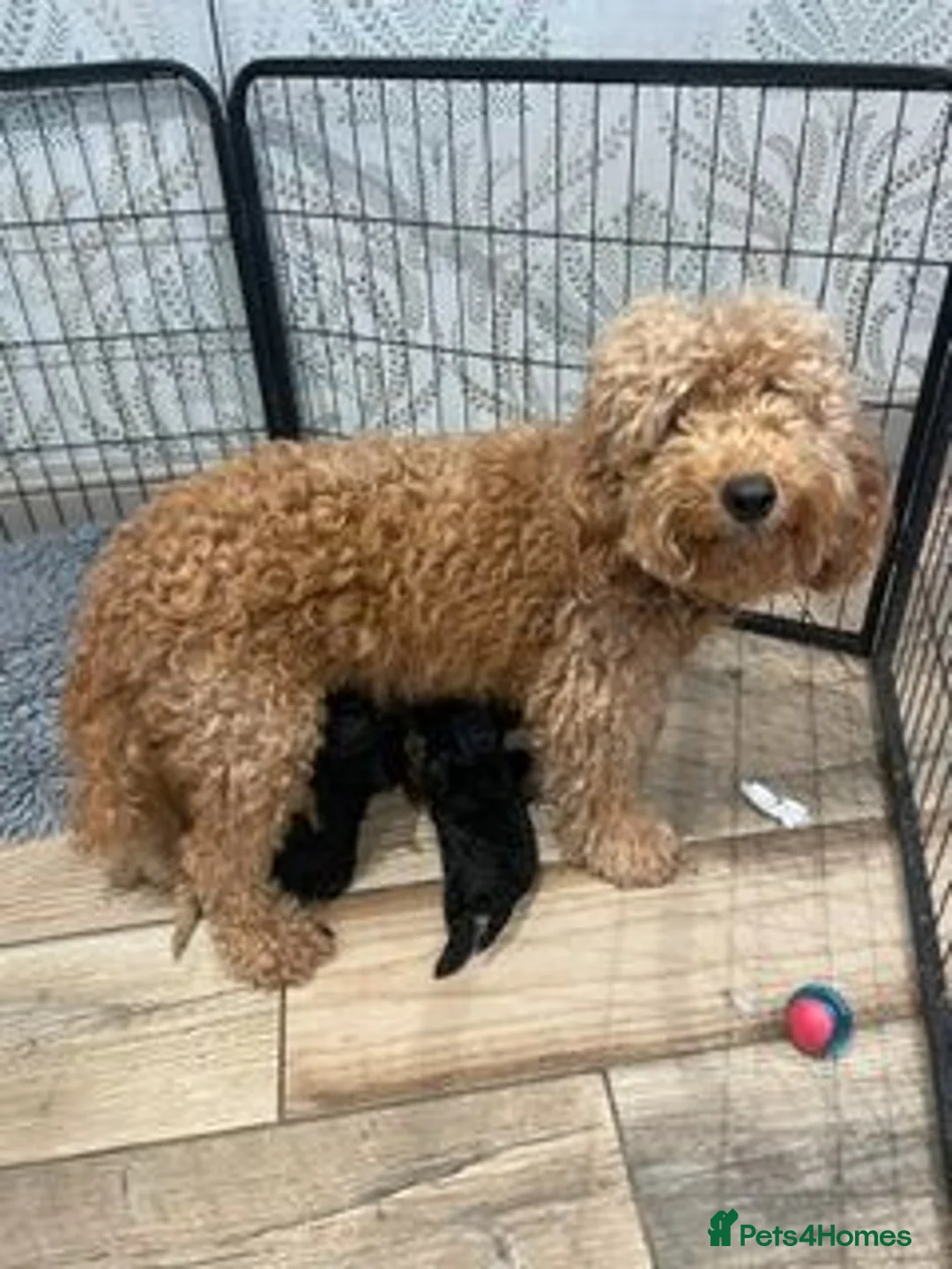 Labradoodle dogs for sale: f3 miniature labradoodles puppies in Chard - Advert 15