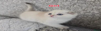Scottish Fold Girl Prada