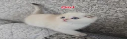 Scottish Fold cats for sale: 3 Adorable Scottish fold kittens 💙  - Advert 3