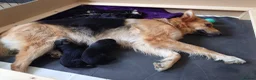 Shepsky dogs for sale: German Shepherd pups - Advert 17