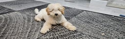 Miniature Poodle dogs for sale: Perfect  puppy/ KC reg miniature poodle  - Advert 2