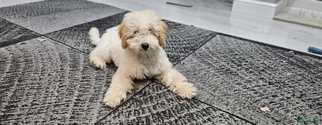 Miniature Poodle dogs for sale: Perfect  puppy/ KC reg miniature poodle  - Advert 2
