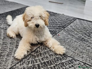 Miniature Poodle dogs Perfect puppy/ KC reg miniature poodle - Advert 15