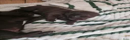 Mixed Breed dogs for sale: 1 male & 1 female cockerdale pups in Ludlow - Advert 2