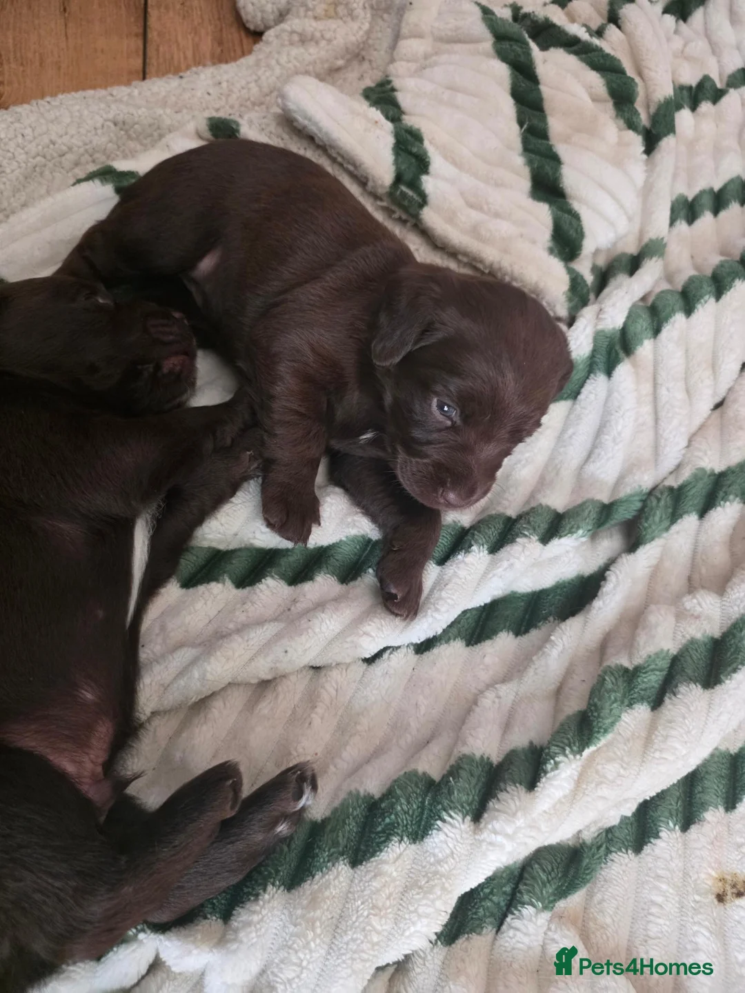 Mixed Breed dogs for sale: 1 male & 1 female cockerdale pups in Ludlow - Advert 2