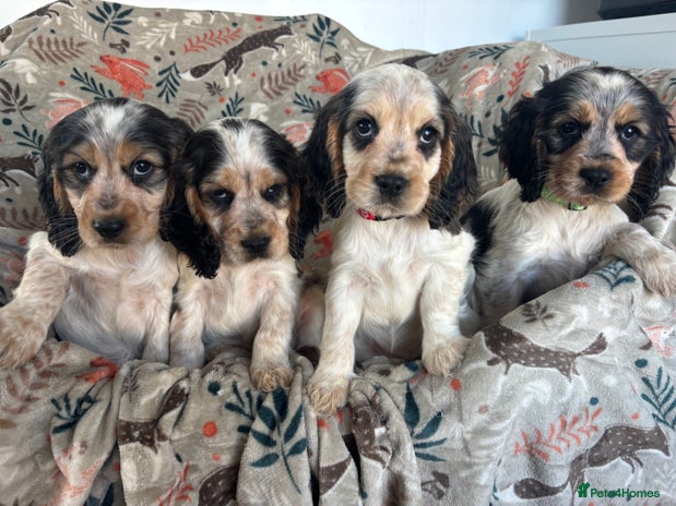 Cocker Spaniel dogs - Advert 16