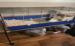 Guinea Pig rodents for sale: 2 female guinea pigs - Image 2