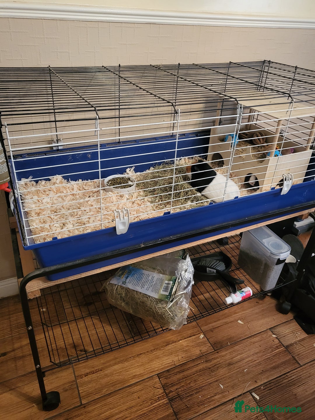 Guinea Pig rodents for sale: 2 female guinea pigs - Image 2