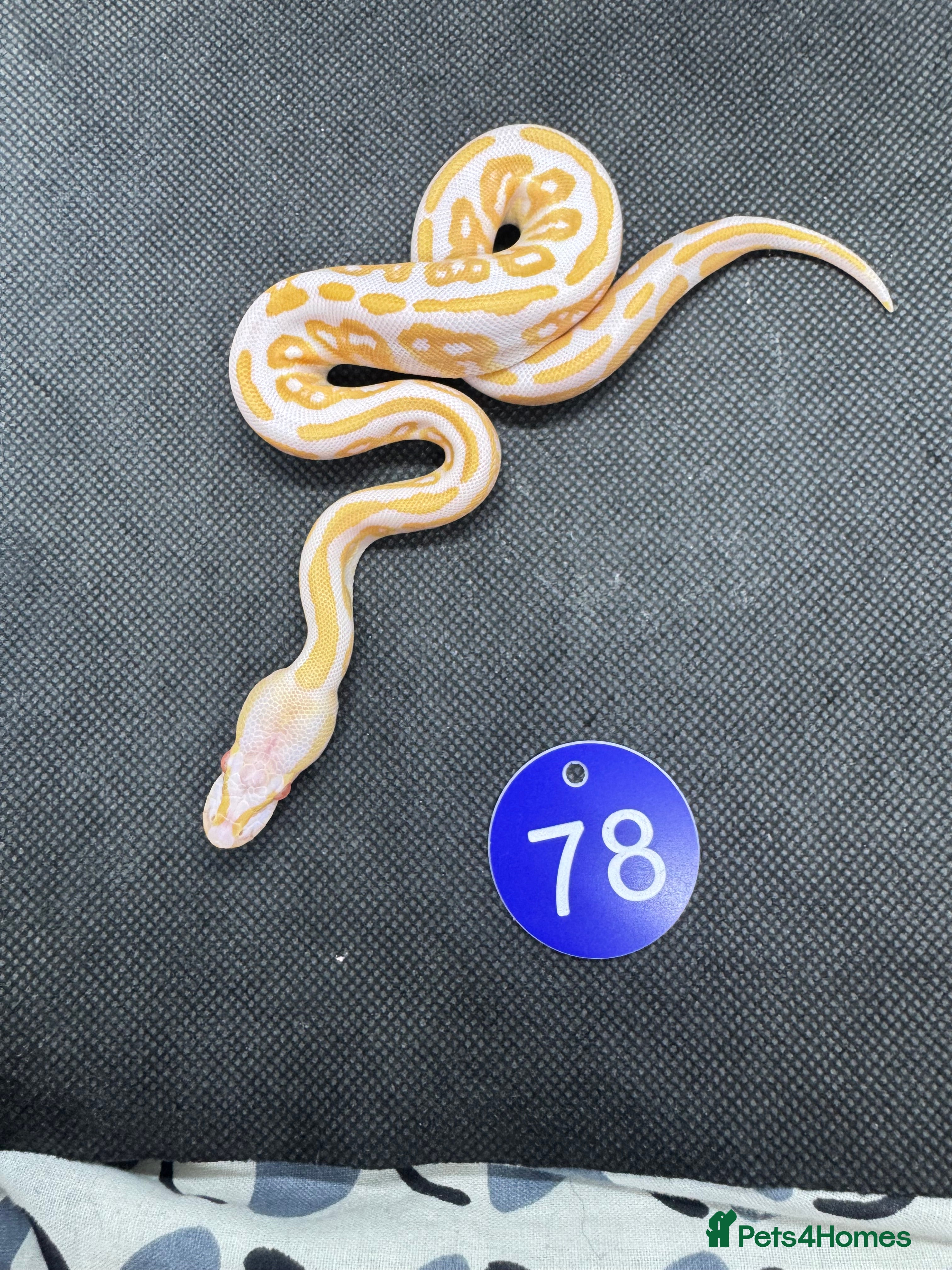 Python Snake reptiles Royal pythons from £60 - Advert 14