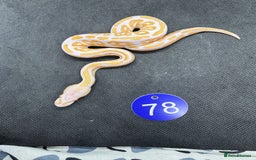 Python Snake reptiles for sale: Royal pythons from £60 - Image 22